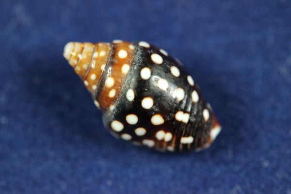 ミソラフトコロガイ 13.9㎜  貝標本 貝殻の画像1