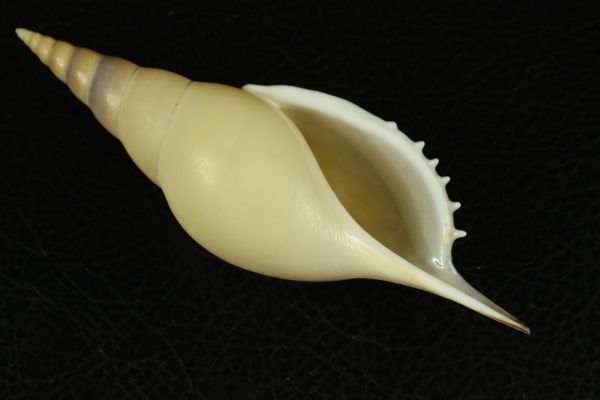 ワタナベボラ 122㎜  貝標本 貝殻の画像3