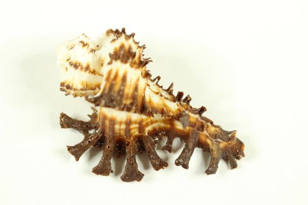 サソリイチョウガイ 42.5㎜  貝標本 貝殻の画像7
