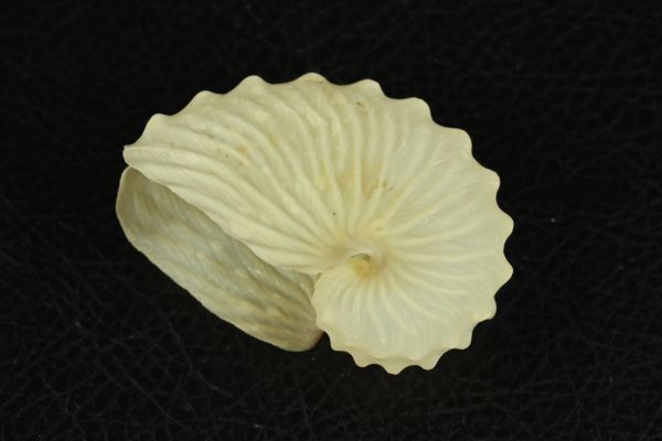 タコブネ 63.7㎜  貝標本 貝殻の画像1