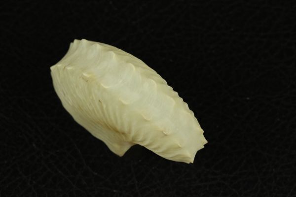 タコブネ 63.7㎜  貝標本 貝殻の画像3