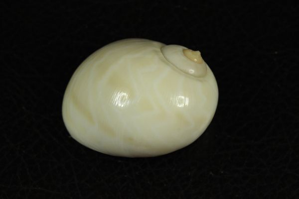 モクレンタマガイ 47.5㎜  貝標本 貝殻の画像3