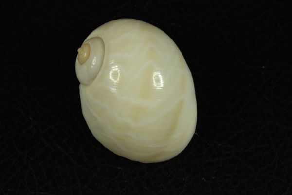 モクレンタマガイ 47.5㎜  貝標本 貝殻の画像2