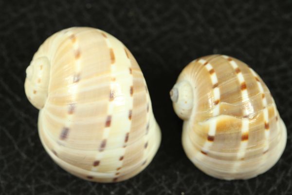 フロガイ 2個セット 貝標本 貝殻の画像5