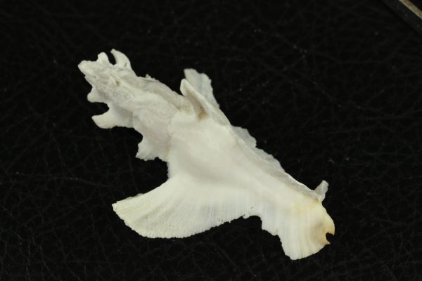 カラスキ 61.3㎜  貝標本 貝殻の画像3