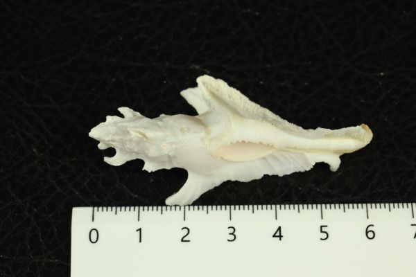 カラスキ　61.3㎜ 　貝標本　貝殻_画像5