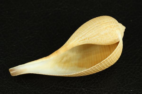 オオビワガイ 107.6㎜  貝標本 貝殻の画像4