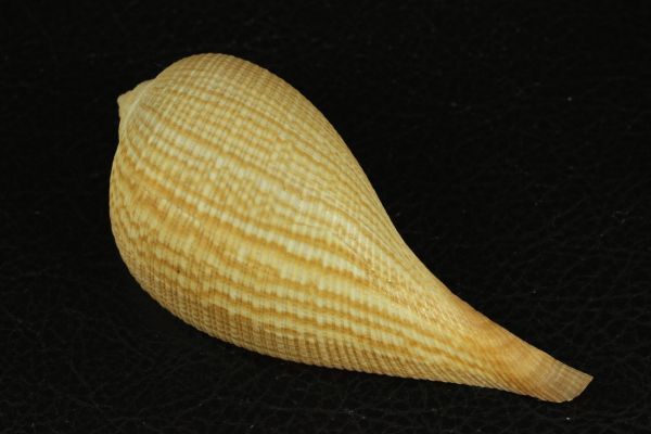 オオビワガイ 107.6㎜  貝標本 貝殻の画像1