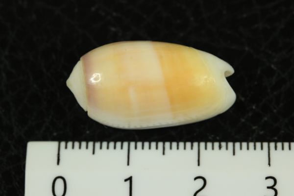 ヒナマクラ 23.8㎜  貝標本 貝殻の画像3