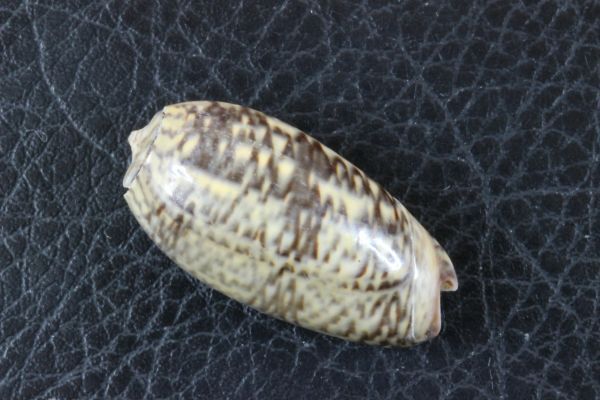 ホソコモンマクラ 38.2mm  マクラガイ 貝標本 貝殻の画像3