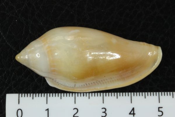 シラボシヘリトリ 51.5mm  タカラガイ 貝標本 貝殻の画像5