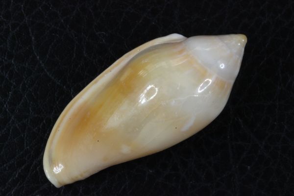 シラボシヘリトリ 51.5mm  タカラガイ 貝標本 貝殻の画像2
