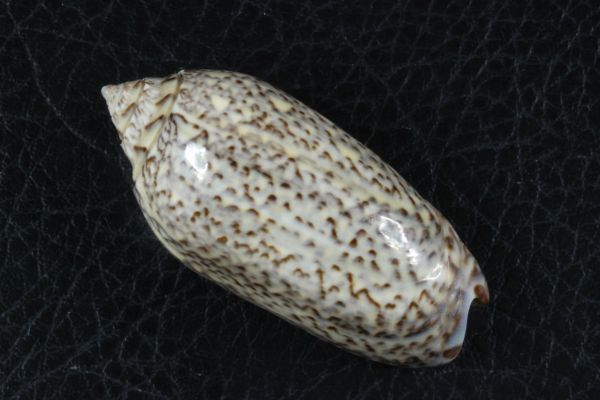 ホバナマクラ 48mm  マクラガイ 貝標本 貝殻の画像1