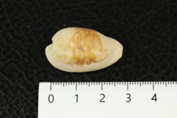 ケープダカラ　30.4㎜ 　タカラガイ　貝標本　貝殻_画像7