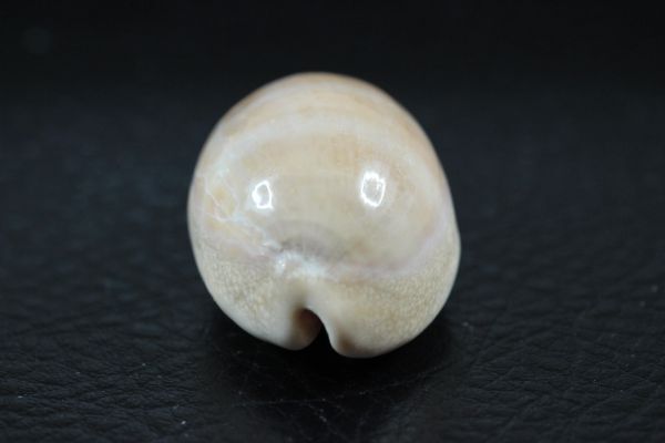 kou kai kchi purple 36.5. Takara gai. specimen shell 