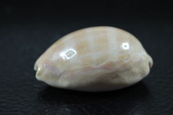 kou kai kchi purple 36.5. Takara gai. specimen shell 