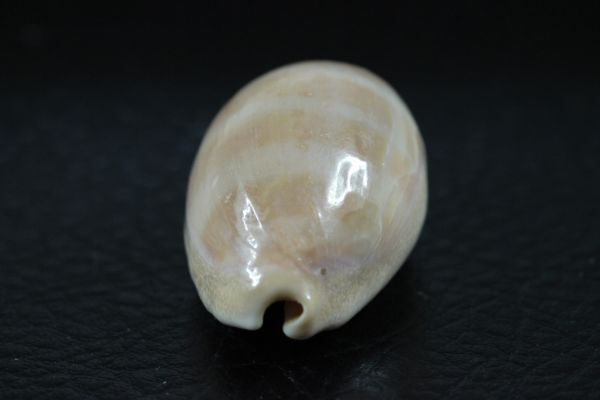 kou kai kchi purple 36.5. Takara gai. specimen shell 