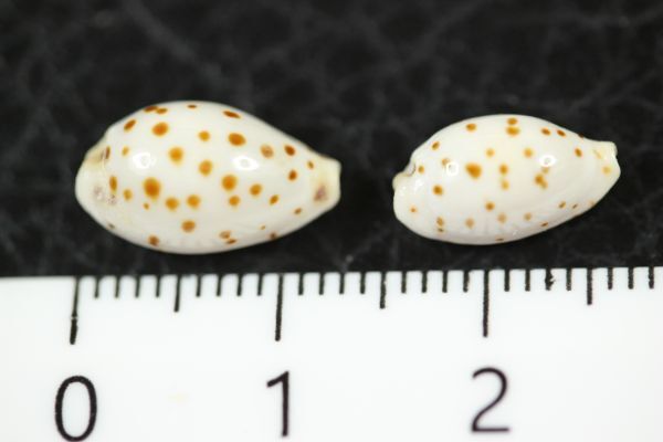 ゴマフダカラ　2個セット　12.8　11㎜　タカラガイ　貝標本　貝殻_画像10