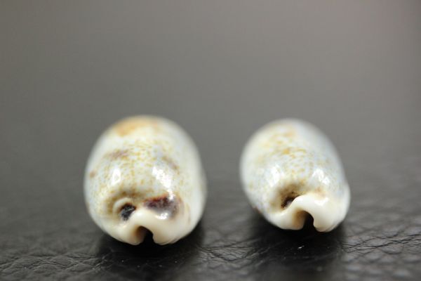 ナガヒロクチ/ヒロクチダカラ　セット　26.2, 23.9㎜　タカラガイ　貝標本　貝殻