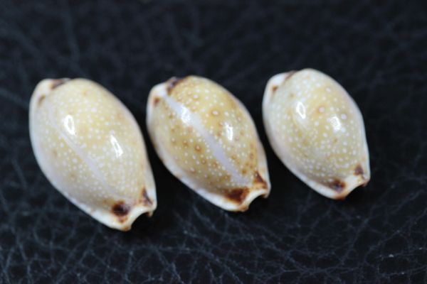  red crucian siji Dakar la3 piece set 18~23. Takara gai. specimen shell 