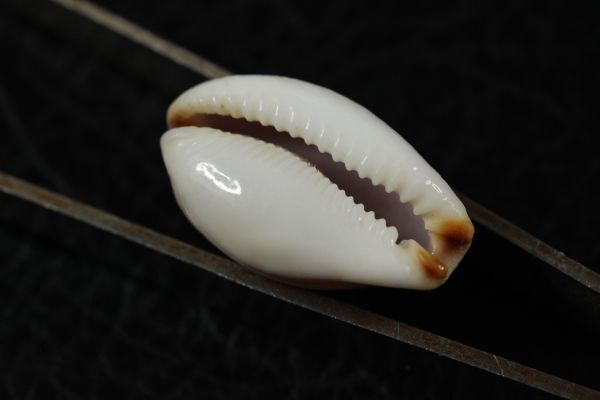  red crucian siji Dakar la3 piece set 18~23. Takara gai. specimen shell 