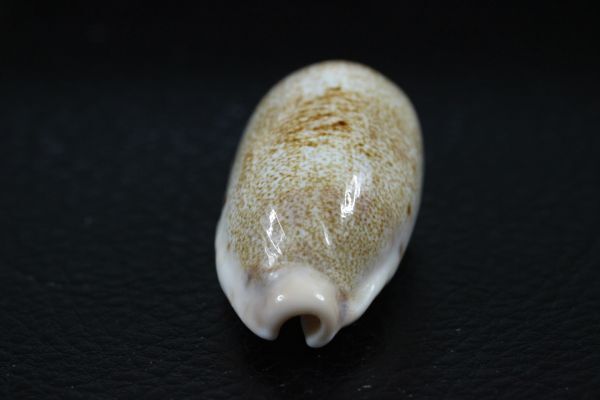 カバフダカラ　大　47㎜ 　タカラガイ　貝標本　貝殻_画像6