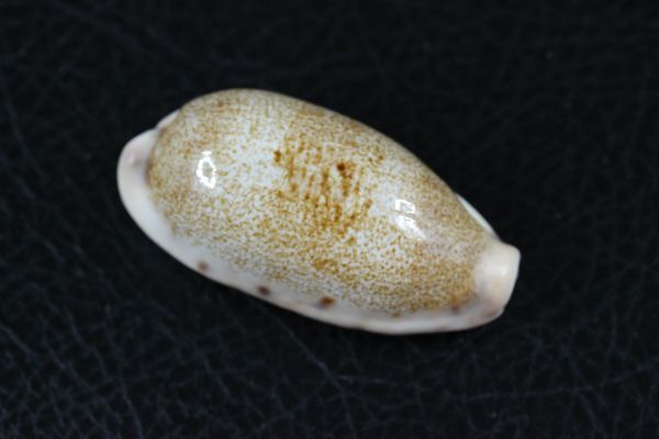 カバフダカラ　大　47㎜ 　タカラガイ　貝標本　貝殻_画像1