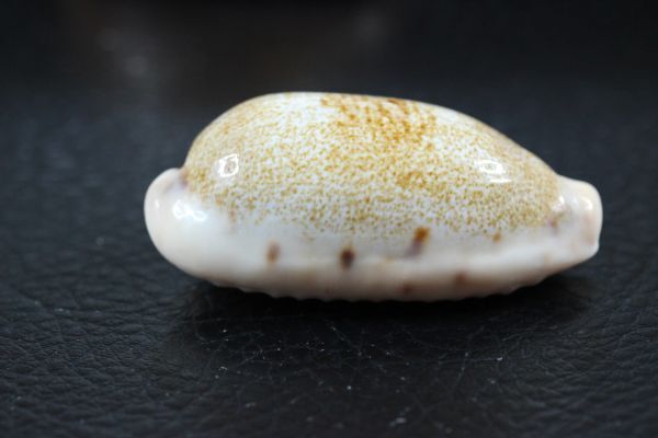 カバフダカラ　大　47㎜ 　タカラガイ　貝標本　貝殻_画像3