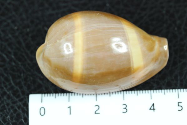 ペルシャクチグロキヌタ　48.2㎜ 　タカラガイ　貝標本　貝殻_画像7