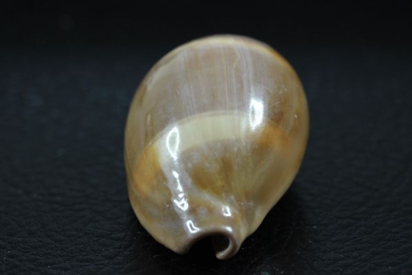 ペルシャクチグロキヌタ　48.2㎜ 　タカラガイ　貝標本　貝殻_画像6