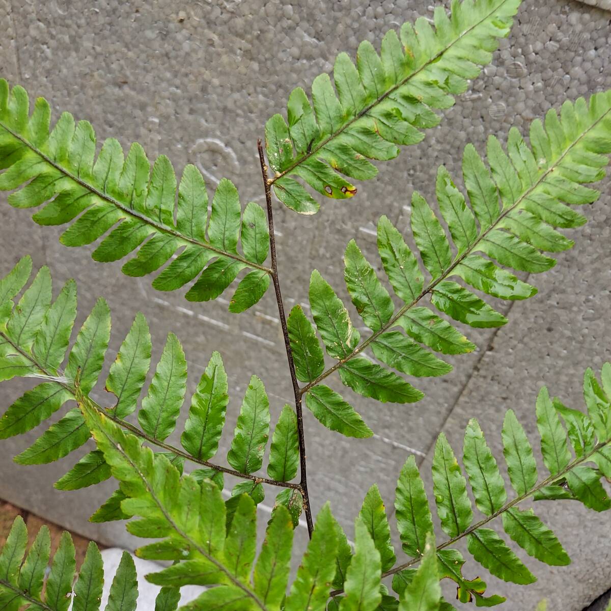 シダ植物　チャボヘゴ　奄美大島産　_画像4