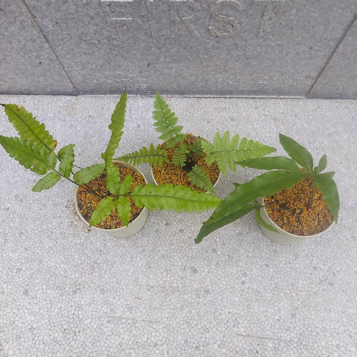 シダ植物 奄美のシダ 3種セットの画像2