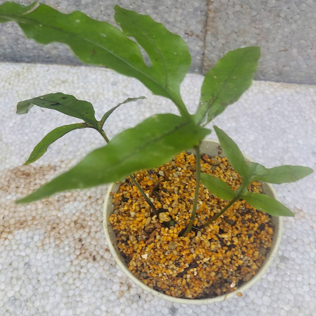 シダ植物 奄美のシダ 3種セットの画像8