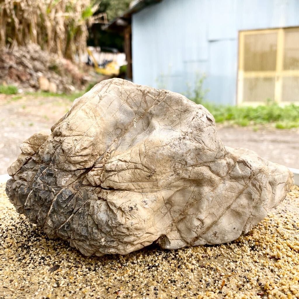 水石　縮緬馬蹄石　山形　島形　安倍川石　鑑賞石 天然石_画像9