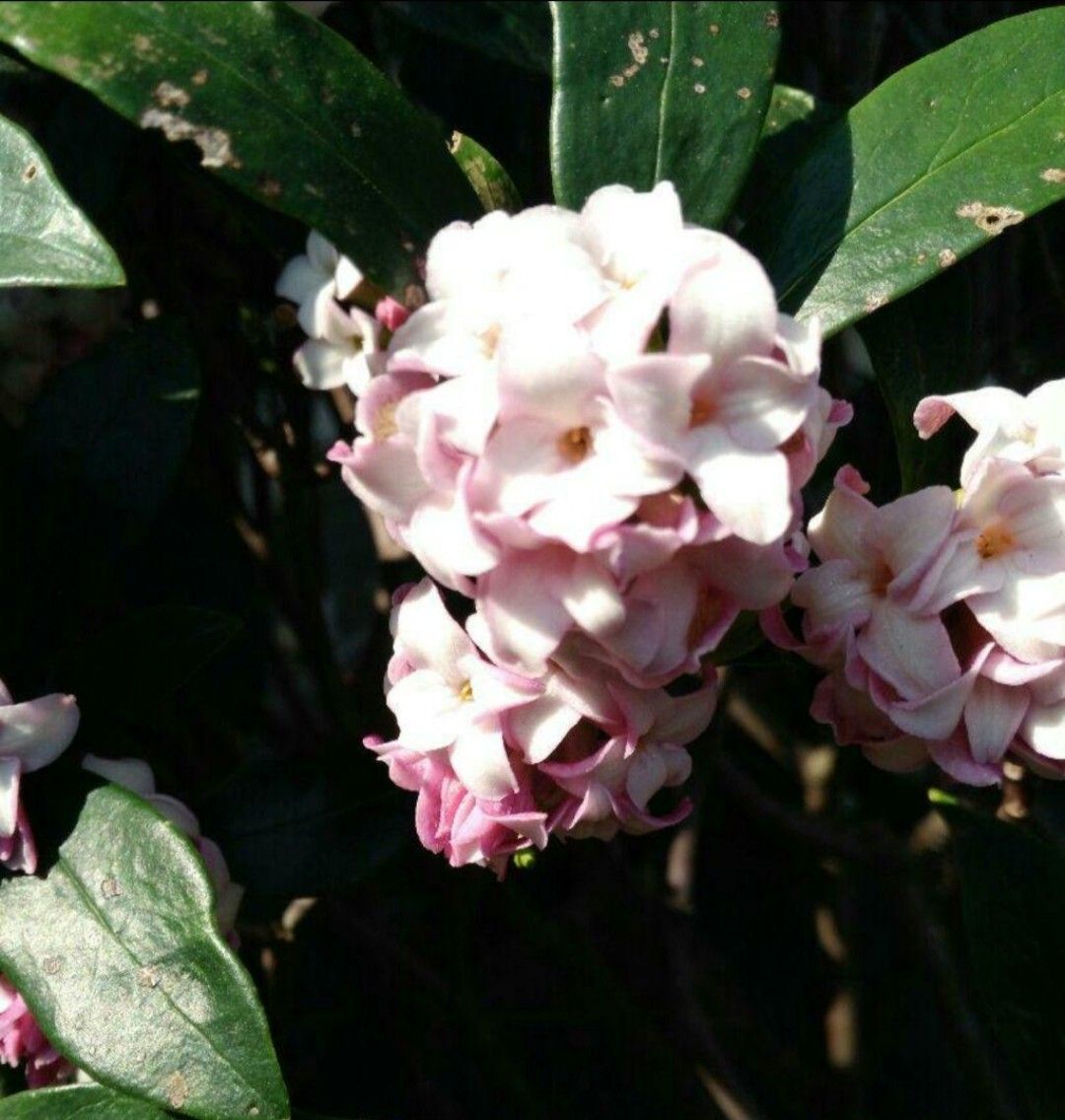 沈丁花　ジンチョウゲ　赤花種　挿し木枝