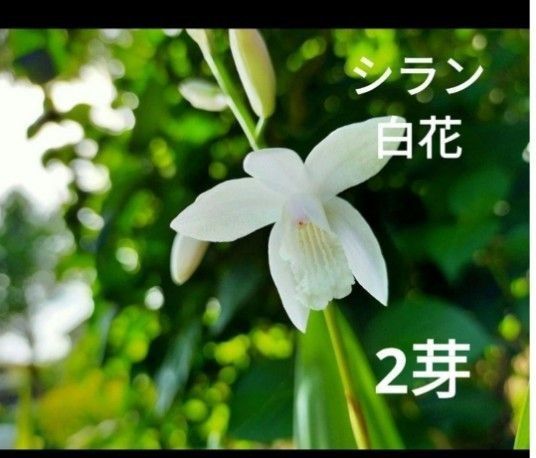 シラン　白花　シロバナシラン　2本（2芽）