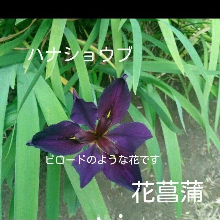 ハナショウブ　花菖蒲　小株2株