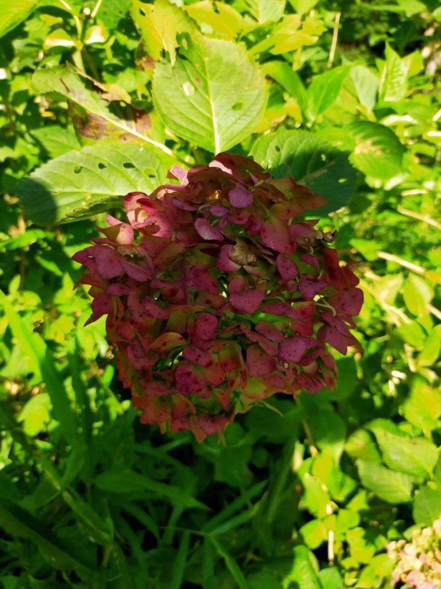 天使のほっぺ　紫陽花　アジサイ　抜き苗