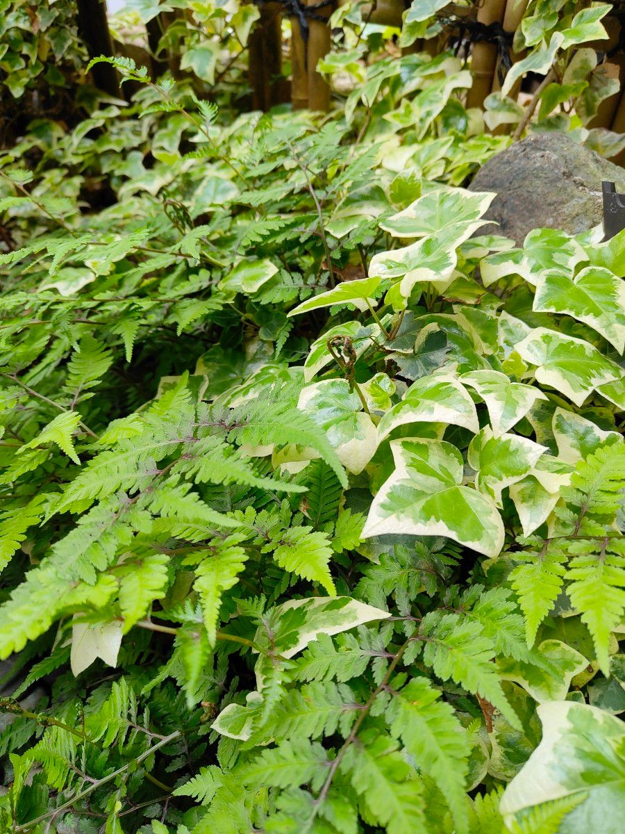 シダ　シェードガーデン　グランドカバー　和風庭園　観葉植物