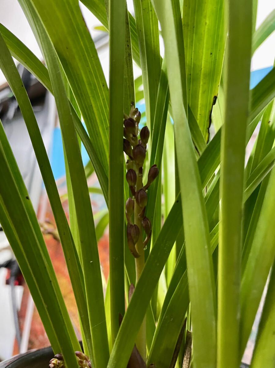 キンリョウヘン 花芽4本!! 開花目前 蜜蜂誘引蘭 金陵辺　群馬県発 開花期間が長く続くタイプ_画像5