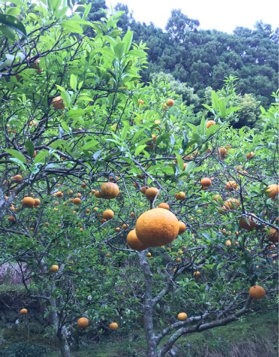 B9 紅甘夏 べにあまなつ　自然農農薬消毒化学肥料不使用自然栽培　#無農薬　#オーガニック　#有機