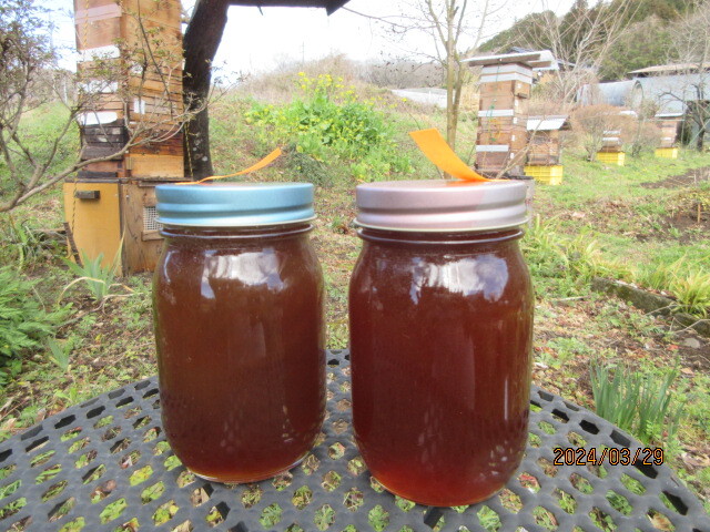 日本蜜蜂 の純粋天然百花ハチミツ  糖度80 600+600＝1200ｇ  R6年3月採蜜の画像1