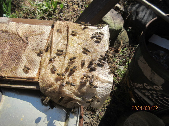 3 キンリョウヘン 待ち受けルアー 分蜂捕獲の準備に・日本蜜蜂誘引ミツロウ  蜜蝋100ｇの画像3