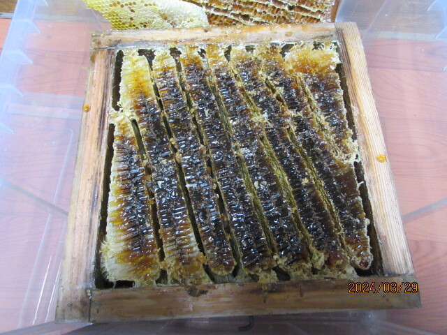 日本蜜蜂 の純粋天然百花ハチミツ　　600ｇ　 非加熱　　糖度80　R6年3採密_画像2