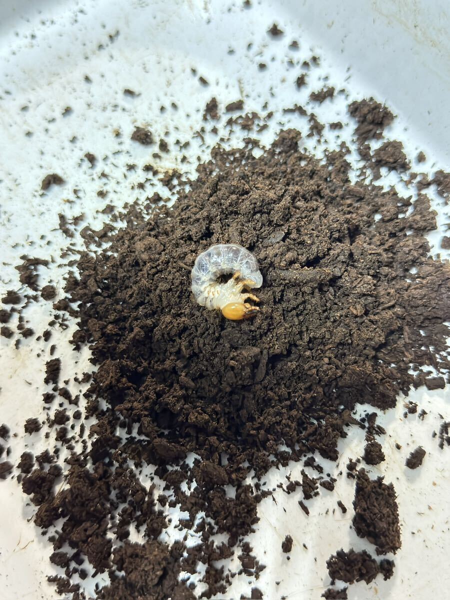 プンクティペンニスネブトクワガタ サバ クロッカーレンジ産 WF4 幼虫 10頭セットの画像3