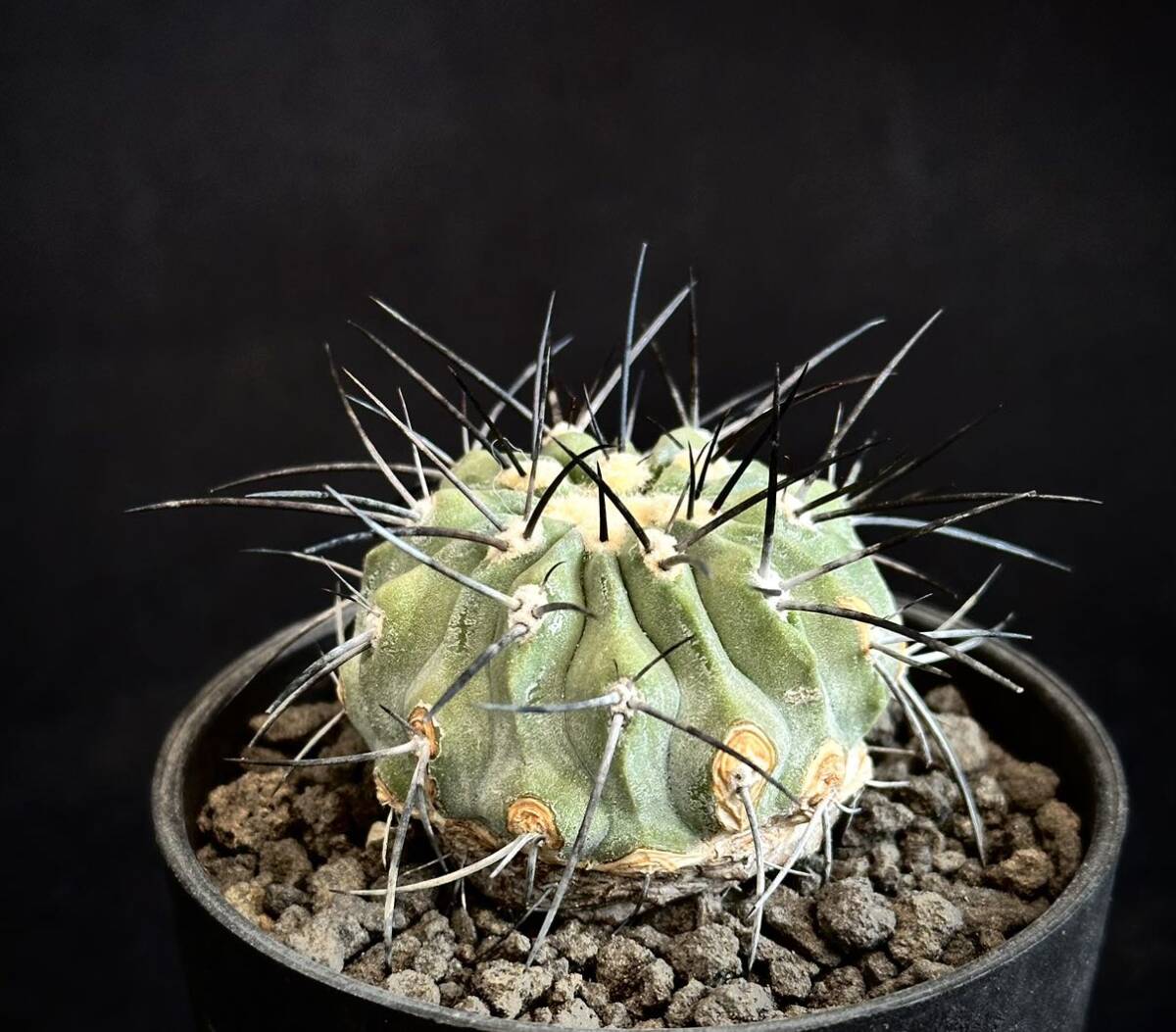 実生 コピアポア デアルバータ Copiapoa dealbata 黒士冠 扁平株 フィールドナンバー付 AW352 サボテン 多肉植物 の画像2