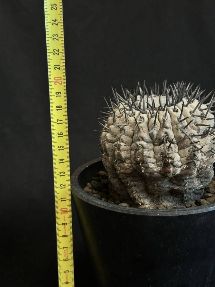 copiapoa cinerea コピアポア シネレア 黒王丸 現地球 山木 自根 強刺 ワイルド株 サボテン 多肉植物 グレー肌 の画像9