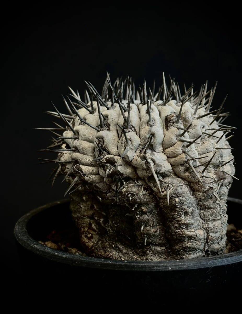 copiapoa cinerea コピアポア シネレア 黒王丸 現地球 山木 自根 強刺 ワイルド株 サボテン 多肉植物 グレー肌 の画像4