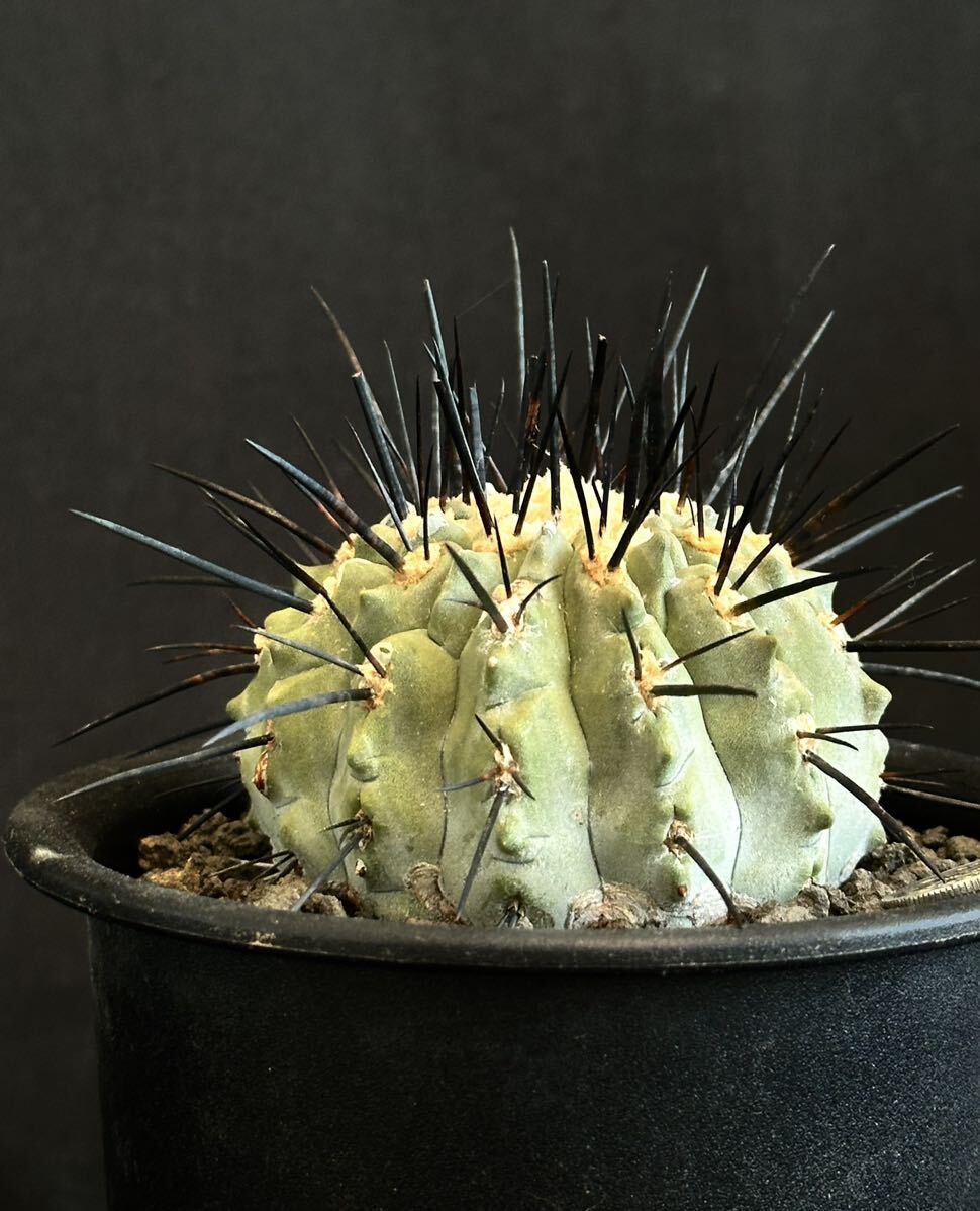 実生 古株 コピアポア デアルバータ Copiapoa dealbata 黒士冠 フィールドナンバー付 サボテン 多肉植物 黒王丸 の画像3