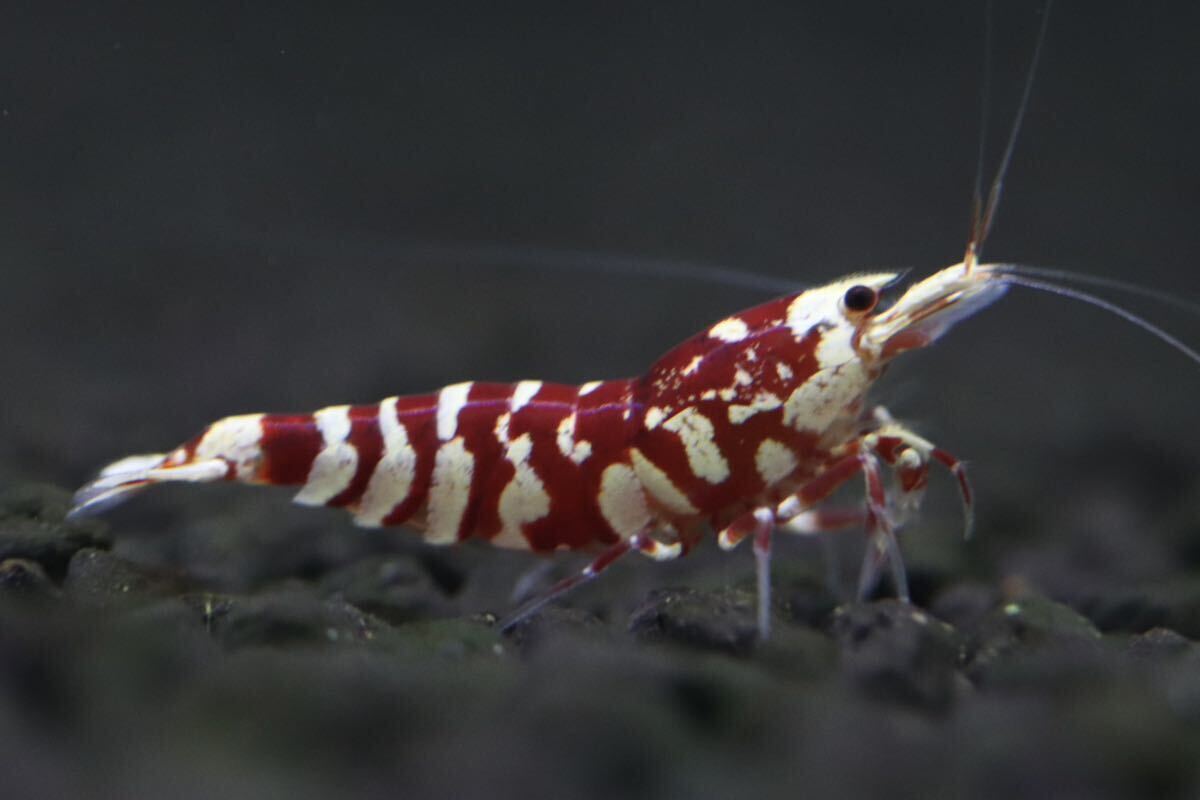 【シュリンプアワード】【ファンシー部門】【M-shrimp】タイガービー(太極累代) ペア_画像5